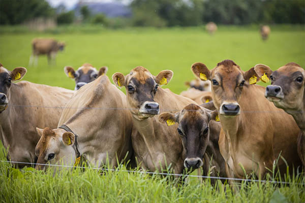 Gehakt micro Lang Over onze koeien - De Nylander - Biologische Kaasmakerij